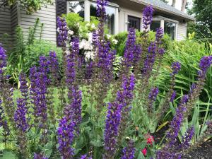 Gallery image of Dragonfly Guest House in Ogunquit +60 photos