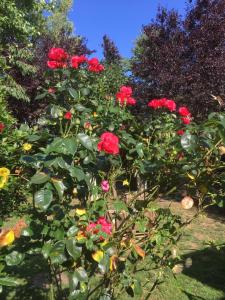 SamerにあるTatiana Buiretteの庭の赤いバラの茂み