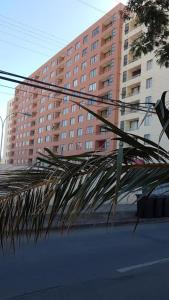 a palm tree in front of a tall building at Atacama Valley 3 in Copiapó