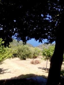 a tree in a field with a mountain in the background at Nightingale Cottage Pelion in Kalamaki