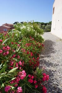 Ein Garten an der Unterkunft Lone Star House