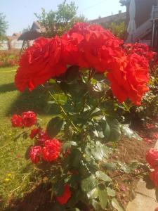 Zahrada ubytování Guest House Rose