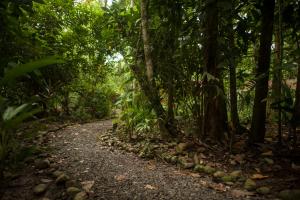 a path in the middle of a forest with trees at Tierra de Sueños Lodge & Wellness Center in Puerto Viejo