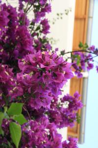 Afbeelding uit fotogalerij van Yonca Hotel in Adrasan