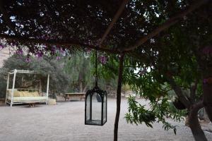 a cage hanging from a tree with a swing at Williams House in Eilat