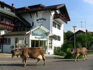 two cows walking down a street in front of a building at Bergidyll in Oberstdorf
