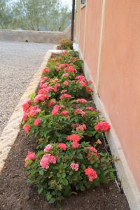 eine Reihe rosafarbener Blumen auf der Seite eines Gebäudes in der Unterkunft Relais Villa Ambrosetti in Verona