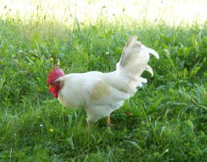 Tiere in diesem Bauernhof oder in der Nähe