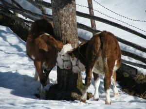 Tiere in diesem Bauernhof oder in der Nähe