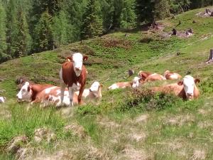 Tiere in diesem Bauernhof oder in der Nähe