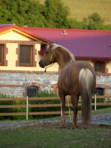 a brown horse standing in front of a house at Ranc pod Rejvizem in Zlaté Hory