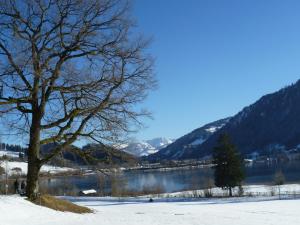 a tree in the snow next to a lake at Haus Bergpanorama in Immenstadt im Allgäu