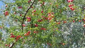 Zahrada ubytování Ca Angiola