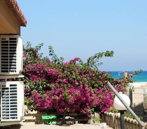 um arbusto de flores cor-de-rosa ao lado de um edifício em La Stradetta em La Caletta