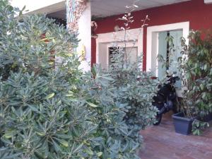 a group of plants in front of a house at Villa Cemaste in Montpellier