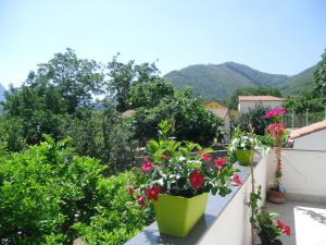 トラモンティにあるLe Terrazze sui Montiの花と植物が植えられたバルコニー