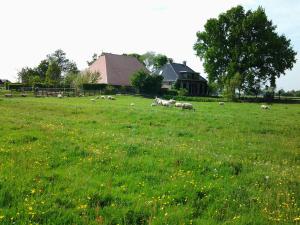 a herd of sheep grazing in a field of grass at de Wylgepleats in Jutrijp