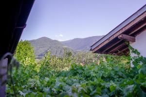 una vista de un viñedo con montañas en el fondo en Guesthouse Juli en Sapareva Banya