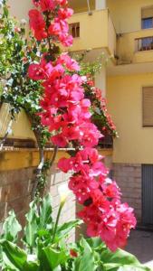un montón de flores rosas colgando de un edificio en Al Trentados, en Alghero