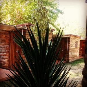 a plant in front of a wooden house at Medusa Camping in Patara