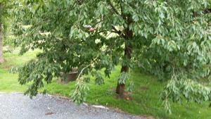 Les grands pins في Fiquefleur-Équainville: مجموعة من الأشجار على جانب الطريق