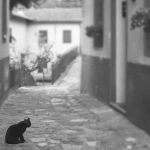 un chat noir assis dans une rue en pierre dans l'établissement Il Gatto Nero, à Coreglia Antelminelli