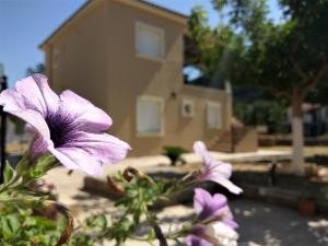 a purple flower in front of a house at Eirini- Ioanna in Sami