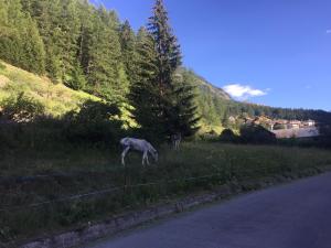 un ciervo pastando en un campo junto a una carretera en Hotel Camping Grivola en Valsavarenche
