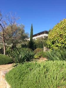 un jardin avec des plantes et un bâtiment en arrière-plan dans l'établissement Jardins En Ville, à Bastia