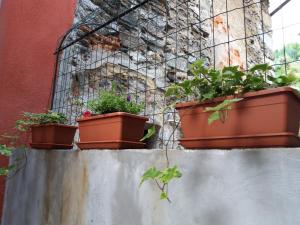 Zahrada ubytování Bed and Breakfast Porta Romana