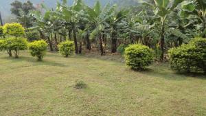 a field of grass with trees and bushes at Rwenzori Trekking Homestay in Nyakalengija