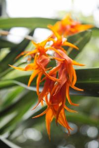 a close up of a orange flower at Botanico Hostel in Bogotá