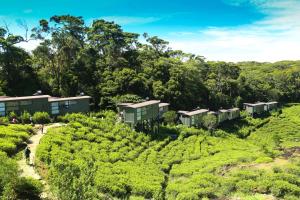 una granja en medio de una plantación de té en The Rainforest Ecolodge - Sinharaja, en Deniyaya