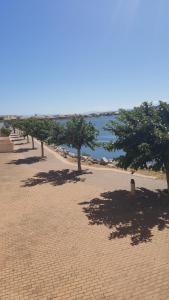 a row of trees on a sandy beach with water at Appartement Le Flamant Rose in Port-la-Nouvelle