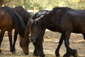 a group of three horses grazing in a field at La Villa Vicha, The Originals Relais in Aubais