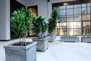 Livinn Hostels Gubeng Station Surabaya في سورابايا: مجموعة من النباتات الفخارية أمام المبنى