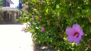 Gallery image of Villa Canu in Alghero +54 photos