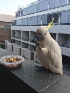 un loro sentado en una cornisa junto a un tazón de comida en Top Mosman Location, en Sídney 13 fotos más
