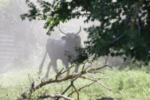 a cow with horns walking in a field at Appartement Les Saintes au bord de mer in Saintes-Maries-de-la-Mer