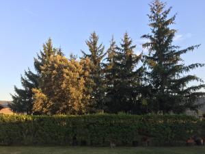a group of trees in a yard with bushes at Casa Campo in Abay