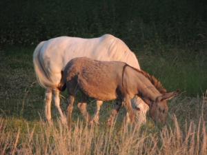 MaissemyにあるDomaine de Vadancourtの野馬・小馬放牧