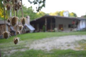 Afbeelding uit fotogalerij van Pensiunea Morariu in Sălişte