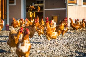 a group of chickens walking around in a barn at Bauernhof Vorderklinglhub &Landhaus Olga in Flachau