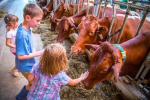 een groep kinderen die koeien aaien in een pen bij Bauernhof Vorderklinglhub &Landhaus Olga in Flachau