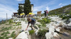 a man planting flowers on a rocky hill at Hôtel Weisshorn sur St-Luc 2337m in Saint-Luc