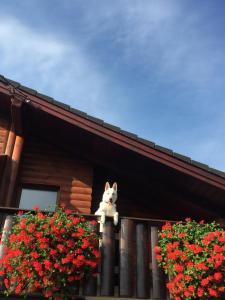 a cat sitting on the ledge of a house at Apartments Bramado in Seliste Dreznicko