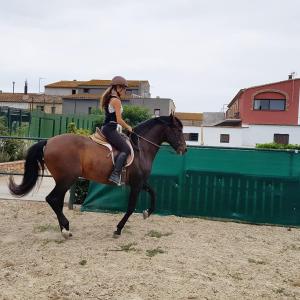 Zvířata v venkovského domu nebo okolí