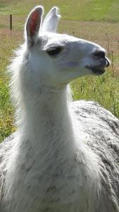 Billede fra billedgalleriet på The Sheep Inn B&B i Arvika + 11 billeder