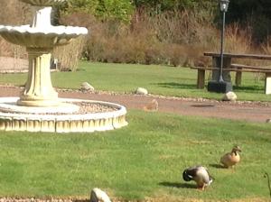 two birds standing in the grass next to a fountain at Camfield House in Thurso