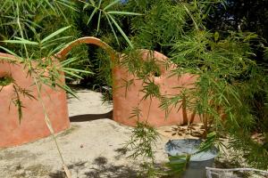 un grupo de plantas en macetas en un jardín en Sejala Beach Huts, en Mission Beach